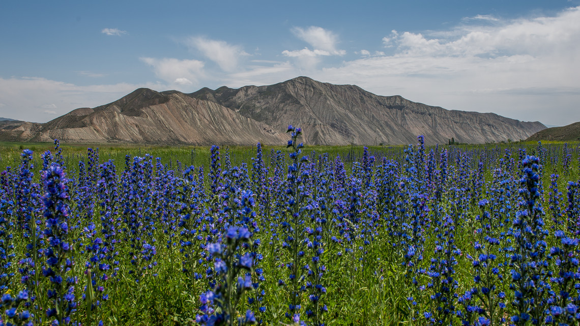 <div class="text"></div>